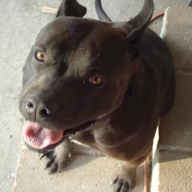 media/The Pit Bull Puppy Patchs Zeus Pit Bull.jpg